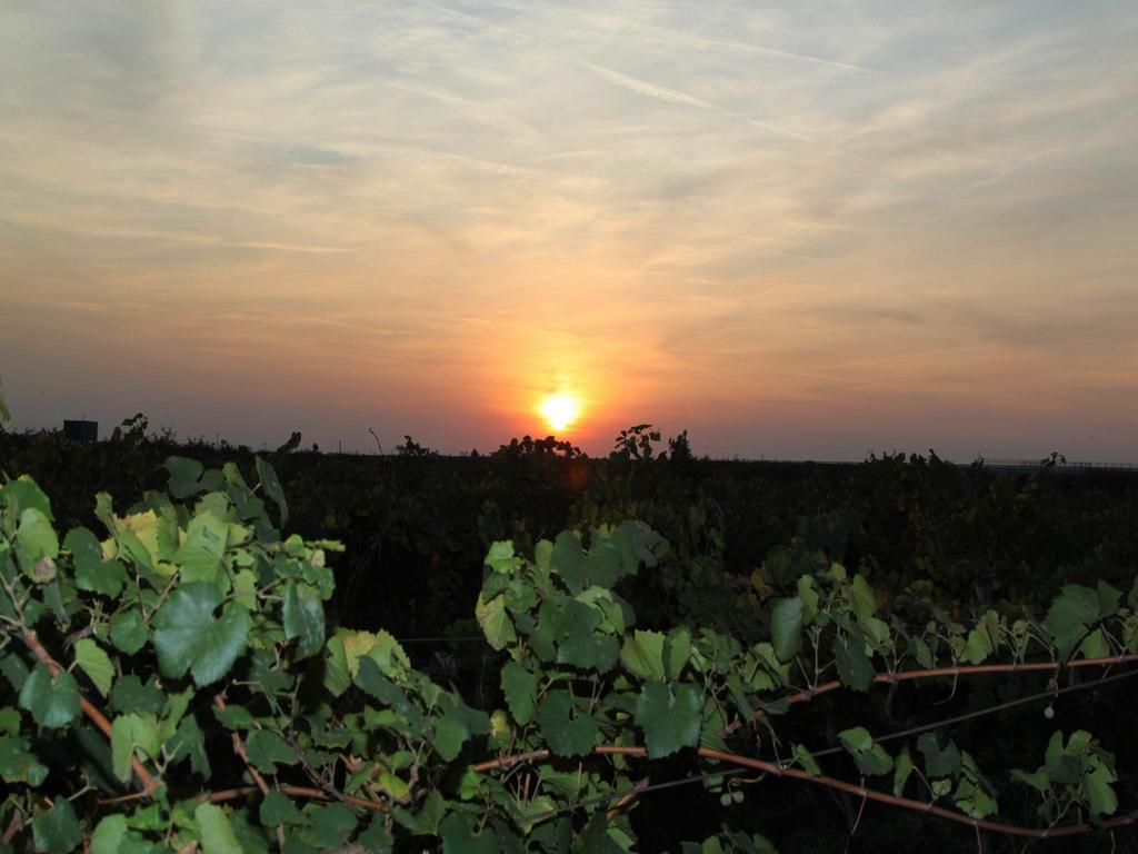 Vinski Dvor Palić Exteriör bild